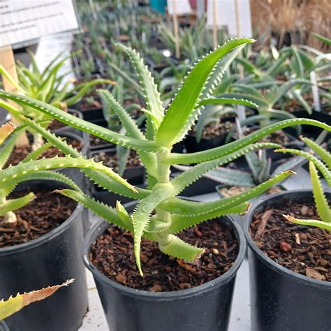 Aloe Pluridens 1ga Dryoasisplants