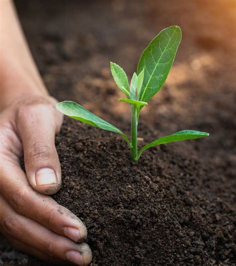 Organic Compost & Soil - Camelot Tree & Shrub Co.