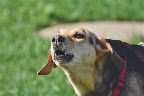 How To Control Your Dogs Excessive Barking Dogsee Chew