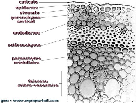 Parenchyme Définition Et Explications