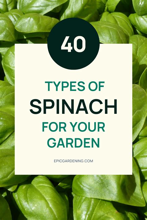 40 Different Types Of Spinach For Your Garden Growing Spinach