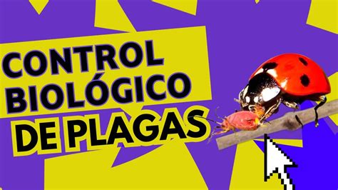 Control Biol Gico De Insectos Depredadores Vs Plagas Youtube