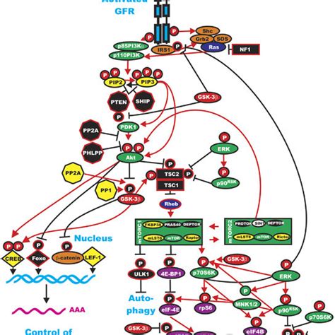 Interactions Of The Ras Pi K Pten Akt Mtor And Ras Raf Mek Erk Pathways