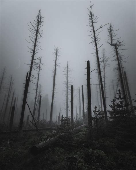 A Forest Filled With Lots Of Tall Trees Covered In Fog And Smoggy Weather