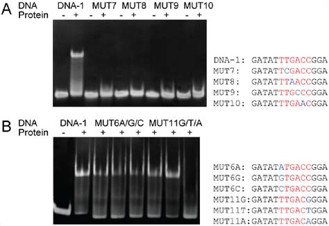 Figure From Structural Basis Of Dimerization And Dual W Box Dna