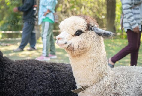 alpaca hair 11