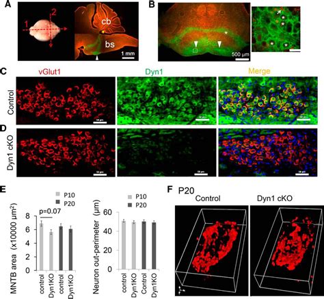 Dynamin 1 And 3 Mediated Endocytosis Is Essential For The Development