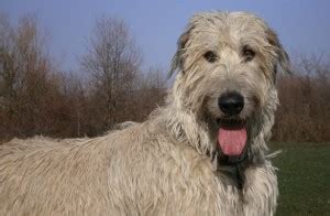 Irish Wolfhound Carattere E Prezzo