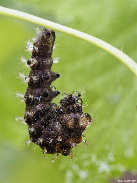 Please Grow Caterpillar Food Plants to Help Butterflies & Moths ...