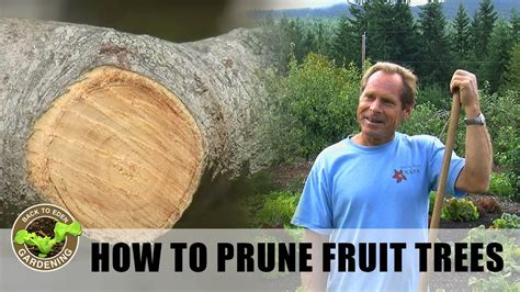 Back To Eden Gardening How To Prune Fruit Trees For Maximum