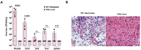 Fhl Is Critical For Chikv Pathogenesis In Mice A B Wild Type Wt