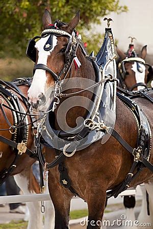 Budweiser Clydesdale Horses Editorial Photo | CartoonDealer.com #18811465