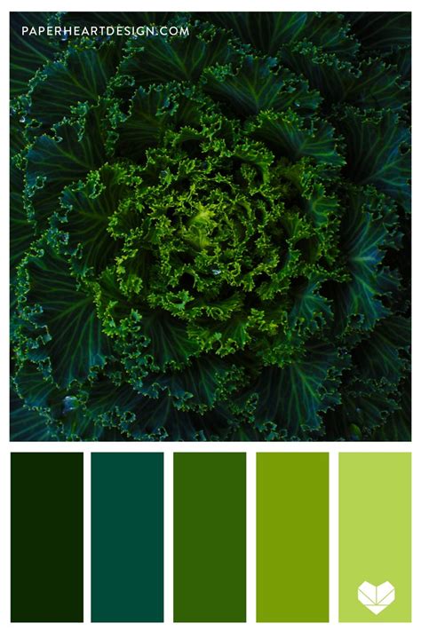 Fresh and Vibrant Green Kale Color Palette