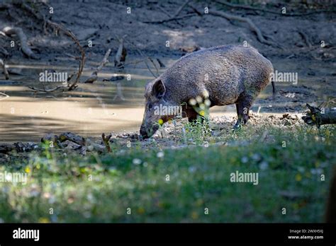 Schwarzwild Wildschweine Suhle Wildschweine Suhle Sommer