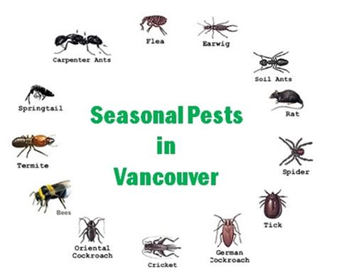 Seasonal Pests In Vancouver How To Prevent Their Infestation