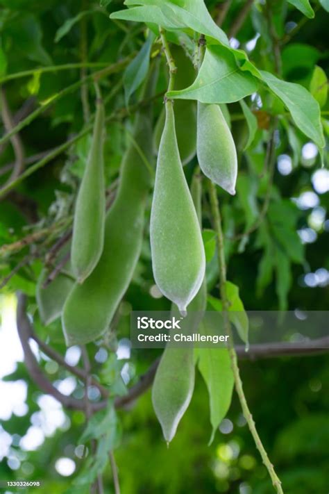 Green Pods With Wisteria Seeds On A Tree Stock Photo Download Image