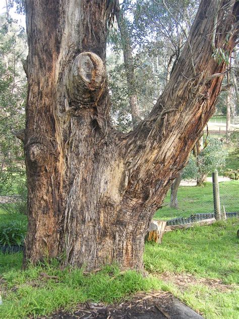 Yellow Box Eucalyptus Melliodora Tree Near Il Pergolato Di Rosa