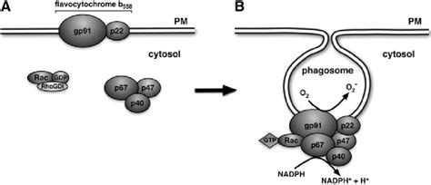 Schematic Representation Of The Assembly Of The Phagocyte Oxidase Nadph