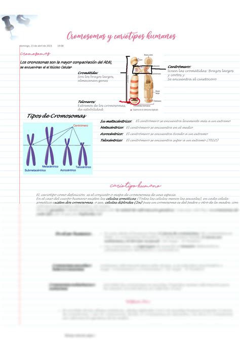 SOLUTION Cromosomas Y Cariotipos Humanos Studypool