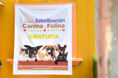 Arranca Jornada De Esterilizaci N Canina Y Felina Gratuita Municipio