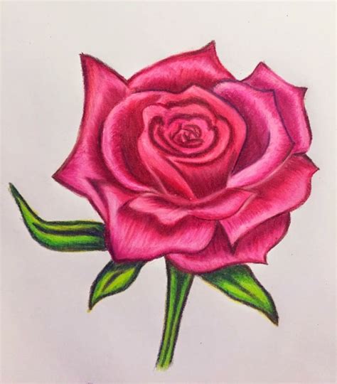 Disegno Rosa Stilizzata Colorata Matita Rosa Foglie Verdi Stelo Fiore