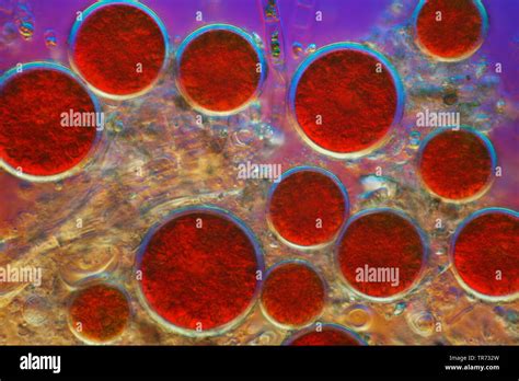 Microalgae Hi Res Stock Photography And Images Alamy