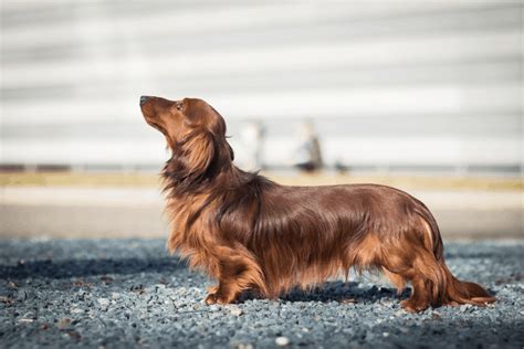 Dachshund Akc Breed Standards