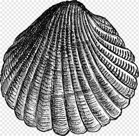 Kerang Kerang Laut Kerang Landak Pectinidae Kerang Putih Monokrom