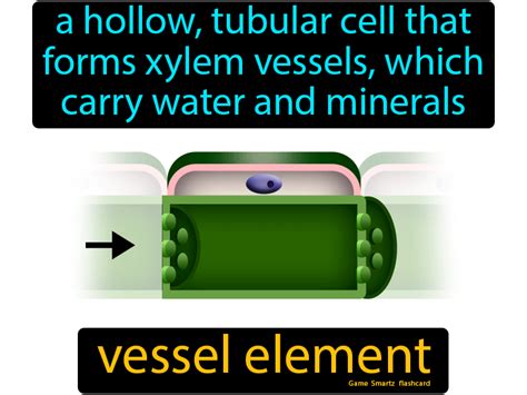 Vessel Element - Easy Science | Vessel, Easy science, Flashcards