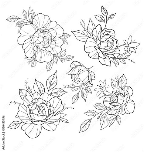 Peony Outline