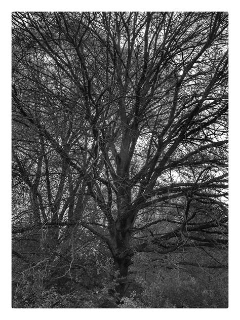 Der Baum Wolfgang Kelm Flickr