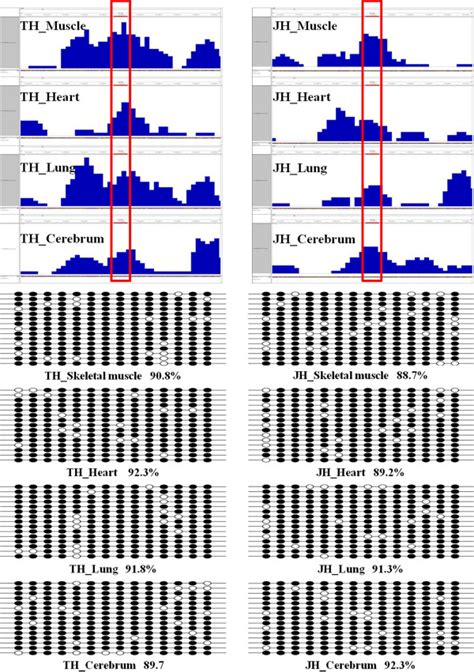 The Validation Of Medip Seq Data By Bisulfite Sequencing Bsp A High