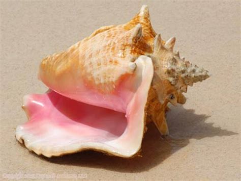 Imports of queen conch can continue after federal Endangered Species ruling | Miami Herald Miami ...