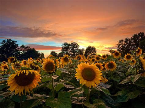 Sunflower sunset 🌻 ☀️ : r/sunset