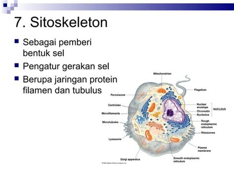 Kuliah Struktur Dan Fungsi Sel Organel Ppt