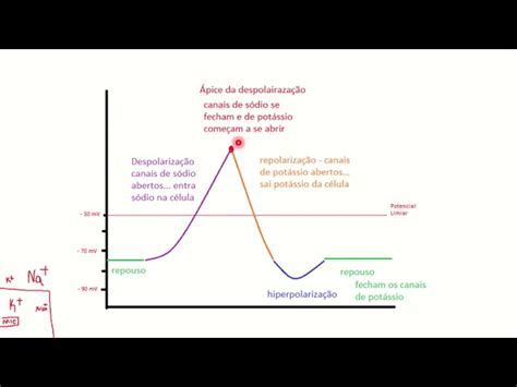 Grafico Potencial De Ação - Explicacao Do Diagrama De Potencial De Acao
