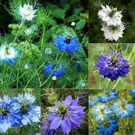 Amazon Garden Plant Seed Flower Seed Love In A Mist Jewels Mix