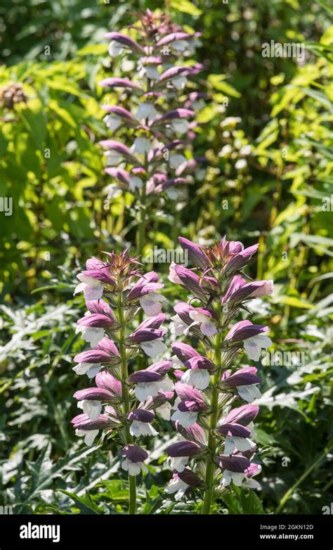 Close Up Of Acanthus Hirsutus Subsp Syriacus Aka Syrian Bear S Breech