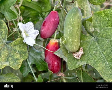 scarlet fruited ivy gourd  res stock photography  images alamy