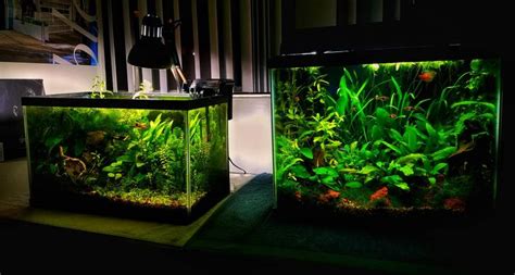 Low Tech 10 Gallon Aquascape Aquascape Ideas