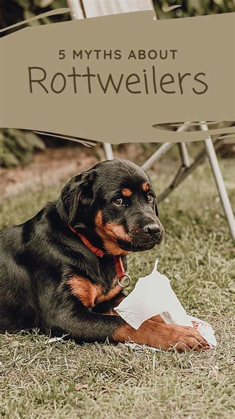 10 fascinating rottweiler facts – Artofit