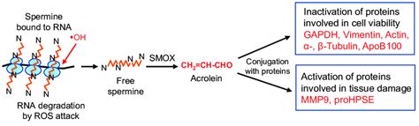 Change Of Protein Activities Through Acrolein Conjugation In