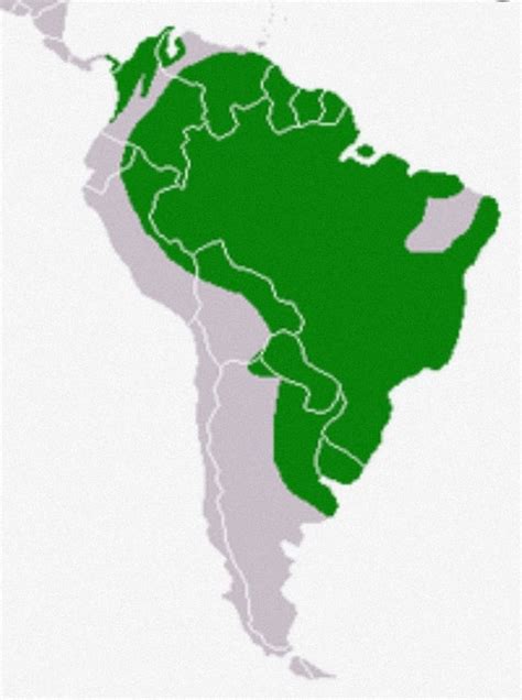 Capybara Locations In South America If You Live There Dont Think