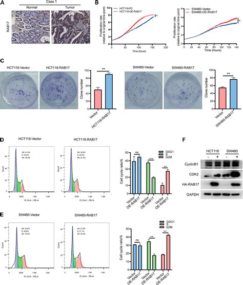 Frontiers The Role Of RAB GTPases And Its Potential In Predicting