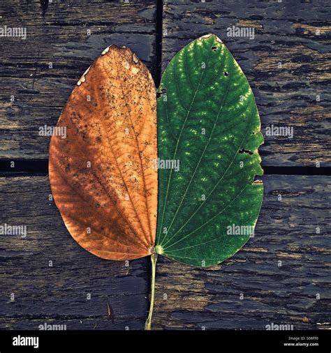 Symmetry in nature Stock Photo - Alamy