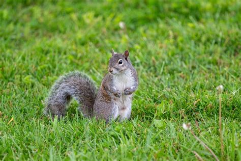 Keep Squirrels Out Of Your Garden With ‘most Simple And Harmless