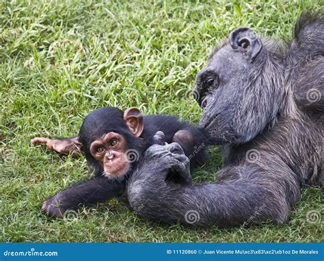 Chimpanzee Mother and Baby stock photo. Image of mammal - 11120860