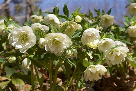 White Hellebores Flowers In The Forest Stock Image Image Of Leaf