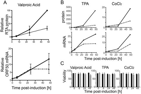 Messenger Orf50 Rna And Rta Protein Levels Were Assessed In Bcbl 1