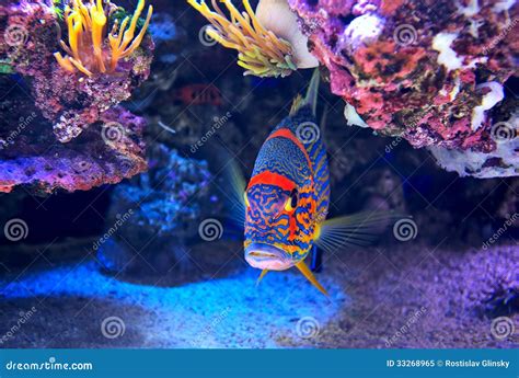 Colorful Fish On The Bottom Stock Image Image Of Marine Orange